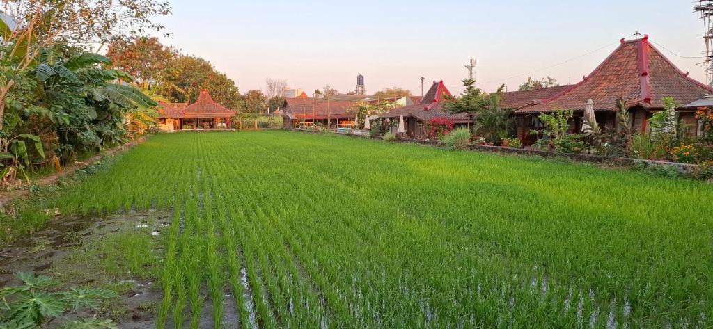 Sleman House | Alamanda Villas, Family Villas, Pool & Local Tours