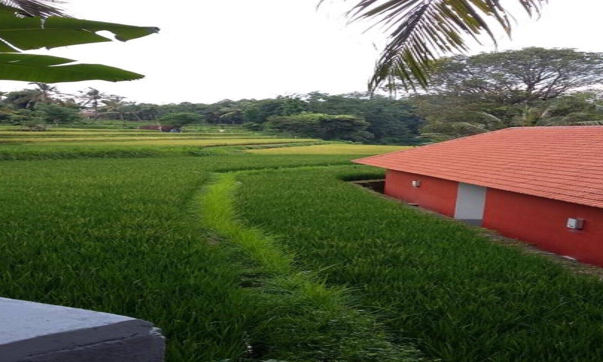 Singaraja House | Lotus Guesthouse Sudaji: a natural and unique place in the North Bali.