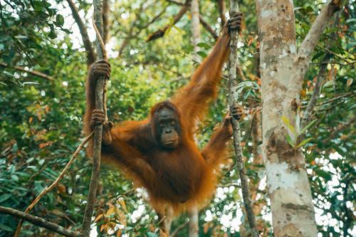 Pangkalan Bun Cabin | Orangutan & Restoration Camp