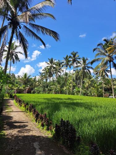 Taro House | tarotours accommodations - we manage different guesthouses in taro village