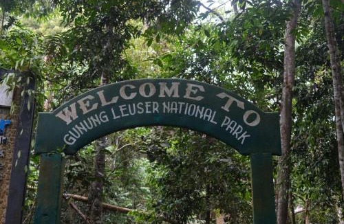 Bukit Lawang Hostel | BACKPACKER LODGE Trekking & Transport