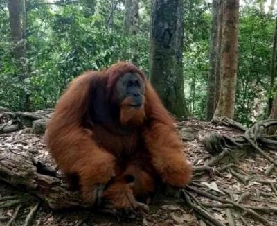 Bukit Lawang Cabin | Brown Bamboo Guest house & jungle trekking orang-utan