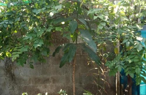 Salam House | De Ikut Bojo Homestay