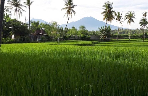 Banyuwangi House | de Lungguh Family Homestay