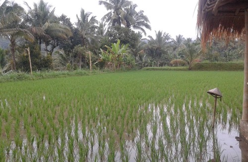 Tetebatu House | Farmstay Lunggu Hijau