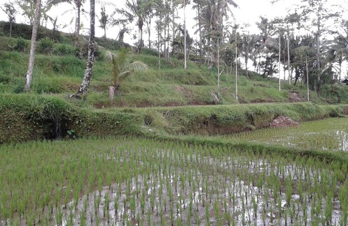 Tetebatu House | Farmstay Lunggu Hijau