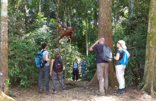 Bukit Lawang Hotel | Jungle View Homestay & Guesthouse Only Stay Here Book Treking With Us