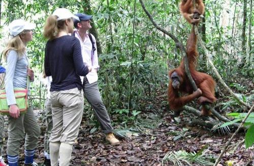 Bukit Lawang Hotel | Jungle View Homestay & Guesthouse Only Stay Here Book Treking With Us