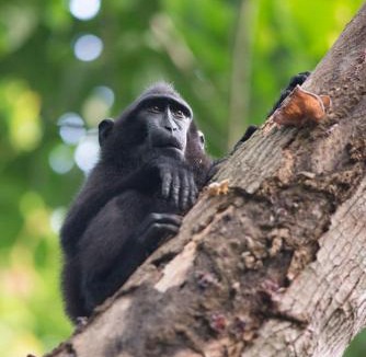 Pulau Lembeh Resort | K2 Lembeh Dive Resort