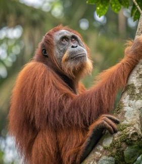 Bukit Lawang House | Mawas Guest House Only Book Trekking With Us