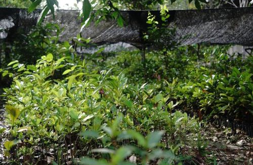 Pangkalan Bun Cabin | Orangutan & Restoration Camp