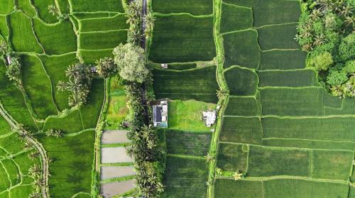 Kenderan Villa | Sava Villa Ubud Rice Fields View