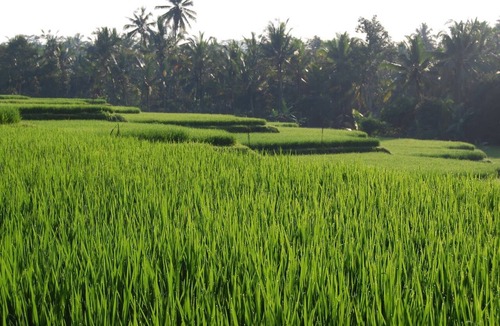 Melayang Villa | Villa Santai Ubud - 4 Bedroom Private & Luxurious Villa with Dramtic Vistas