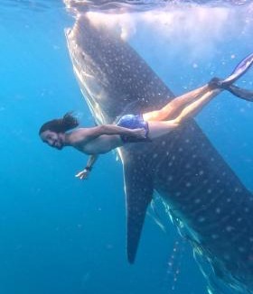 Sumbawa Besar Other | Whale shark private trip