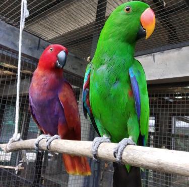 Bali Wildlife Rescue Center in Tabanan