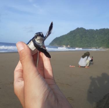 Big Daddy's surfcamp in Pasanggaran