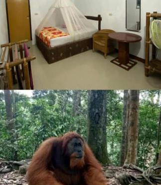 Brown Bamboo Guest house & jungle trekking orang-utan in Bukit Lawang