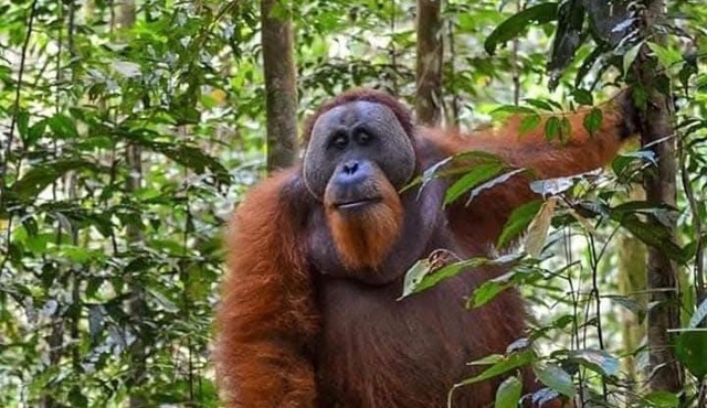 Dendi guest house & Orangutan Explore in Bukit Lawang