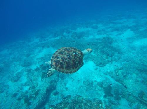 Fantastic cottages in Gili Meno