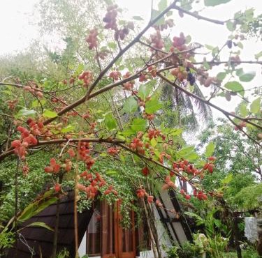 Green cottage in Labuan Tring