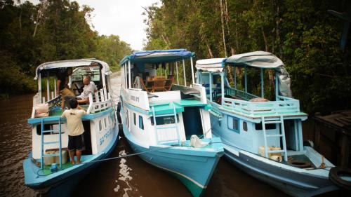 Kelotok Orangutan Tanjung Puting in Kumai
