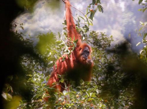 Lawang Inn Restaurant & Jungle Trek in Bukit Lawang