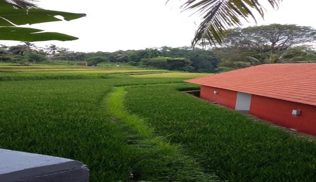 Lotus Guesthouse Sudaji: a natural and unique place in the North Bali. in Singaraja