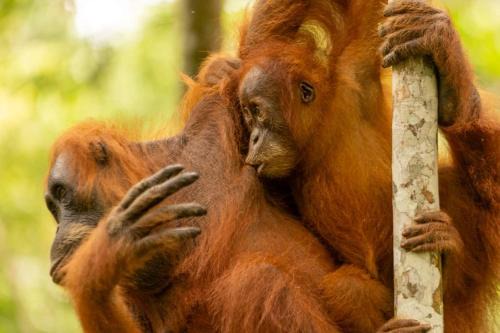 Mawas Guest House Only Book Trekking With Us in Bukit Lawang