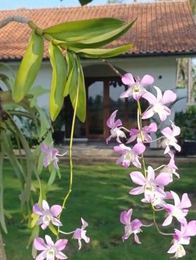Rumah Markisa Batukaras in Batukaras