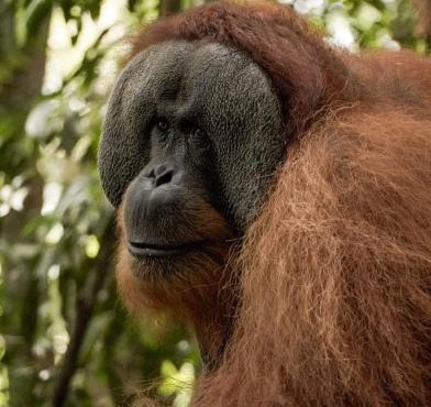 Sama Sama Homestay & Trekking Only Stay Here Book Trekking and Transport With Us in Bukit Lawang