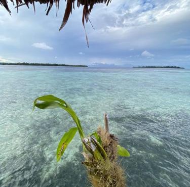 Senjahomestayrajaampat in Fam