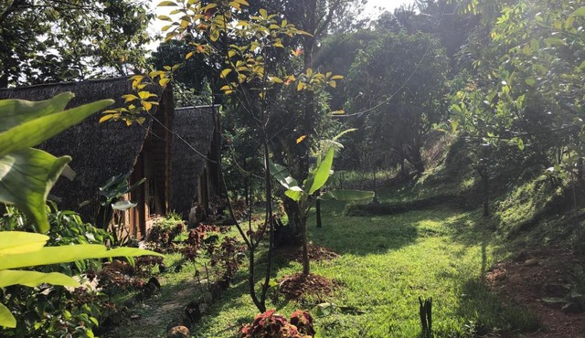 Sumatra Thomas Leaf Monkey Guesthouse & Jungle Trek in Bukit Lawang
