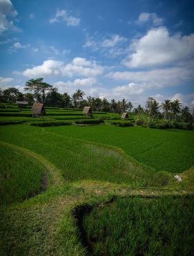 Swaha Retreat & Eco Park Ubud in Tampaksiring