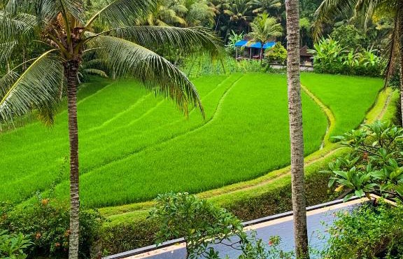 Umasari Rice Terrace Villa by AGATA in Tabanan