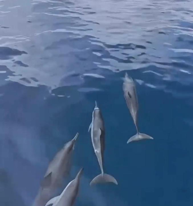 Iboih Resort | The Pade Dive Resort