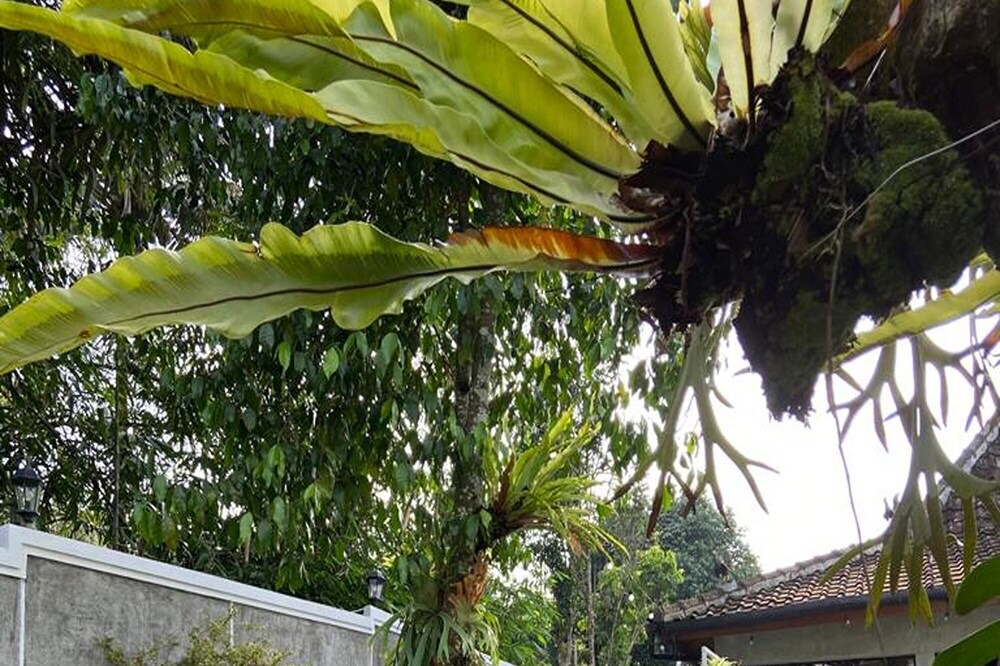 Photo of Outdoor in Candi Binangun