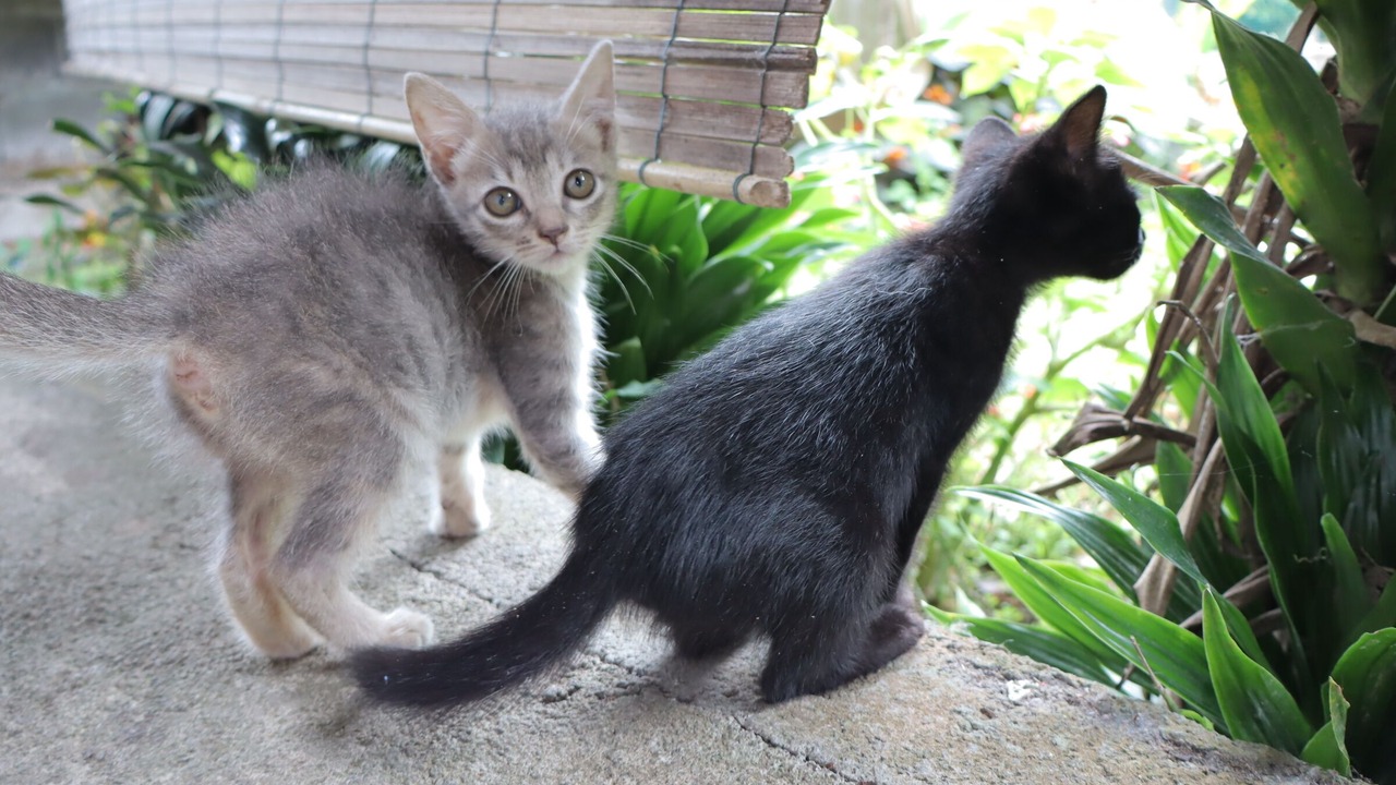 Photo of Others in Tomohon