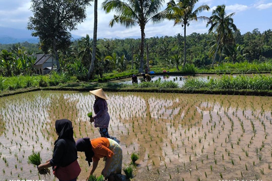 Photo of Others in Tetebatu
