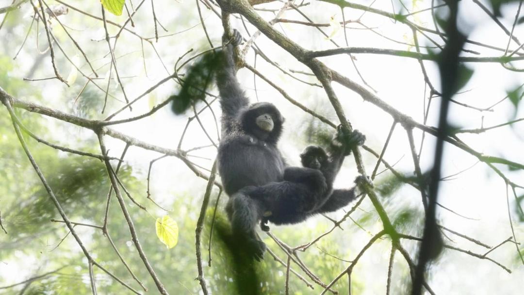 Photo of Others in Bukit Lawang