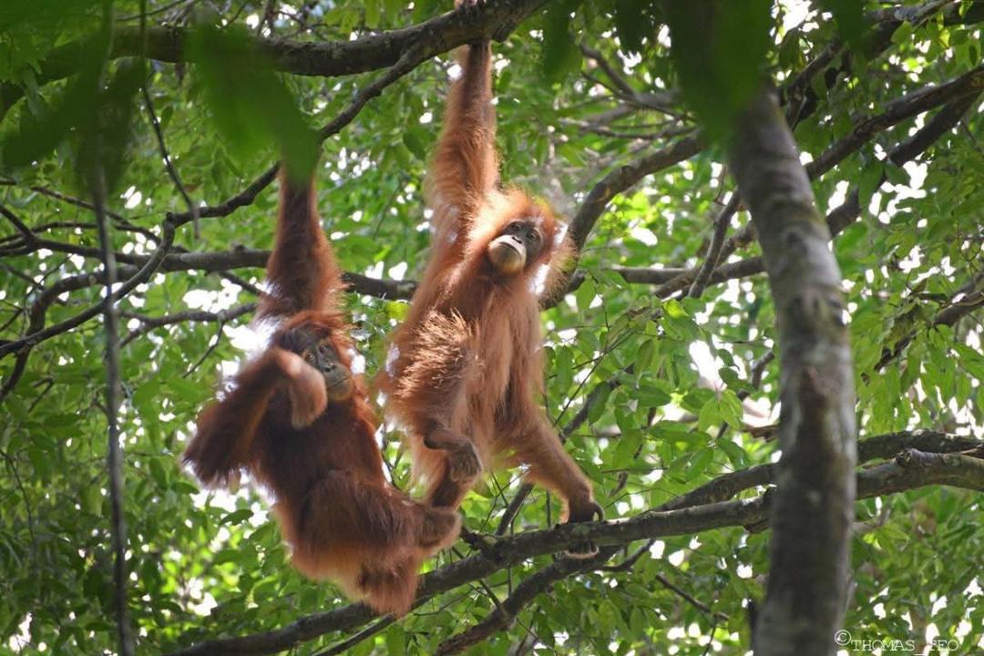 Photo of Others in Bukit Lawang