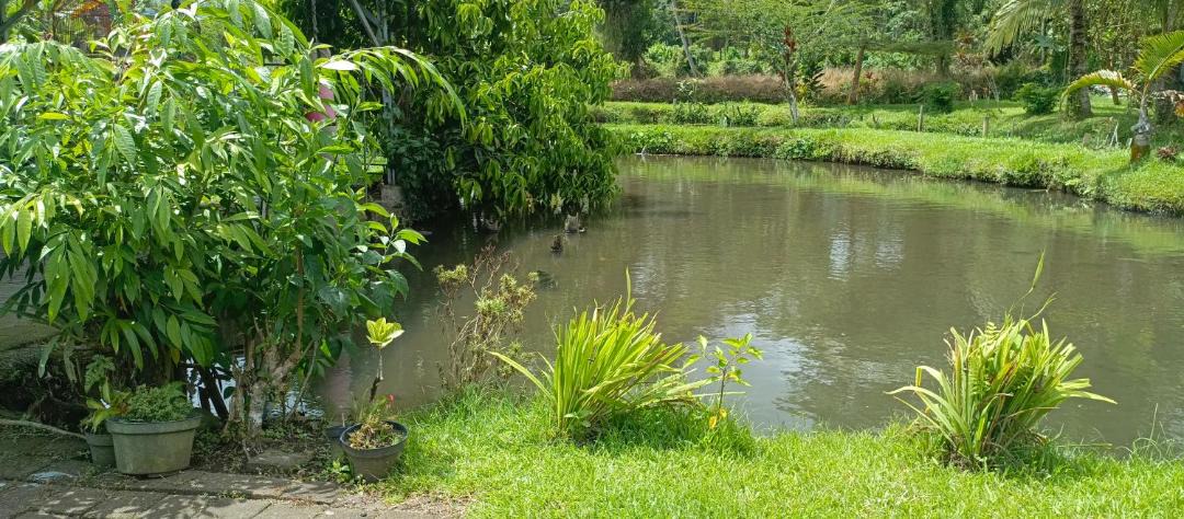 Photo of Others in Tomohon