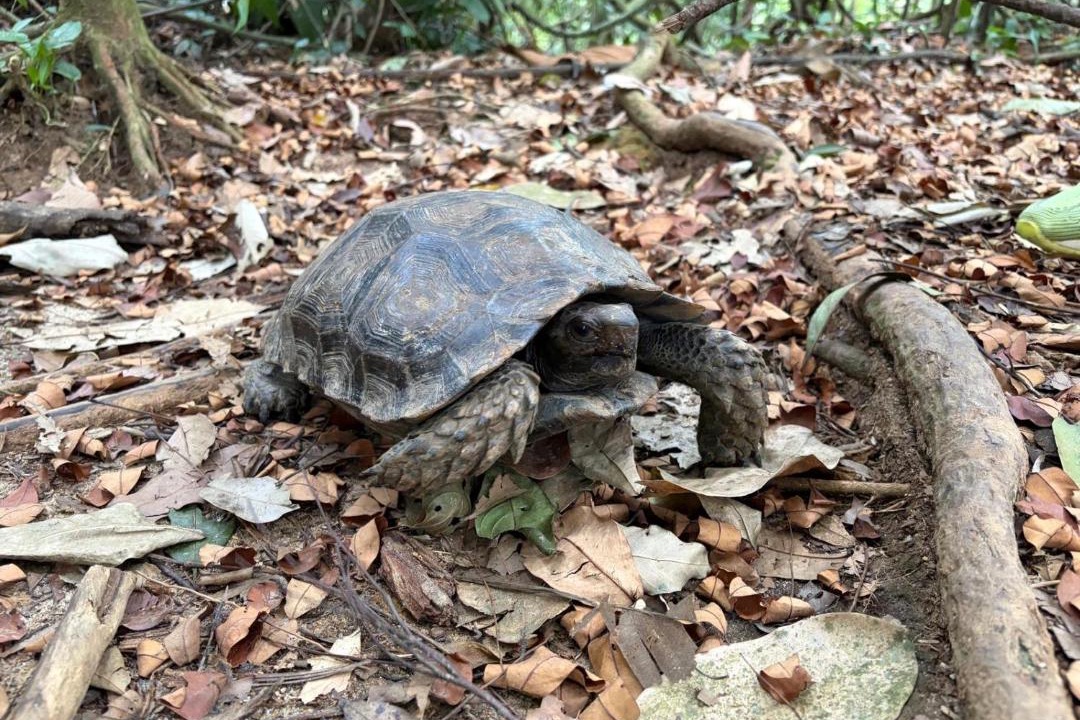 Photo of Others in Bukit Lawang