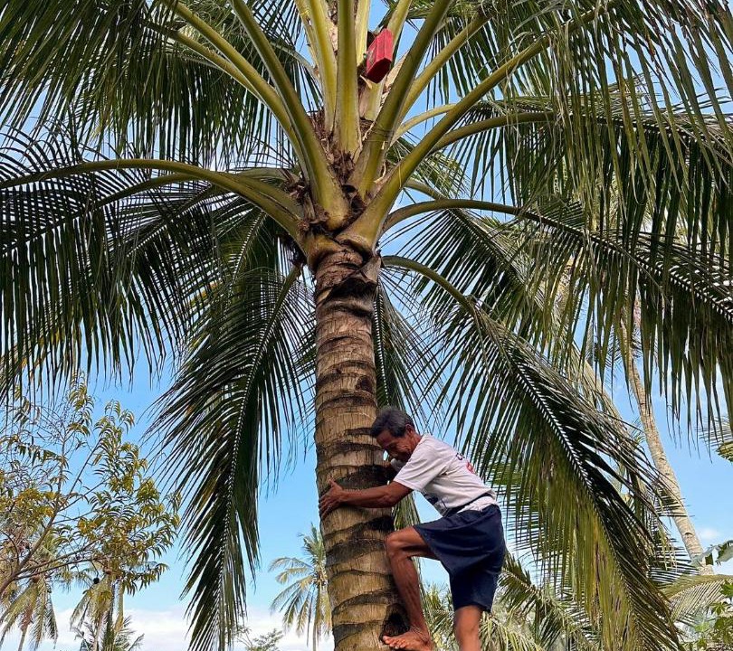 Photo of Others in Sarongan