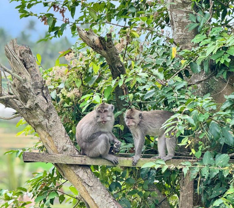 Photo of Others in Tetebatu