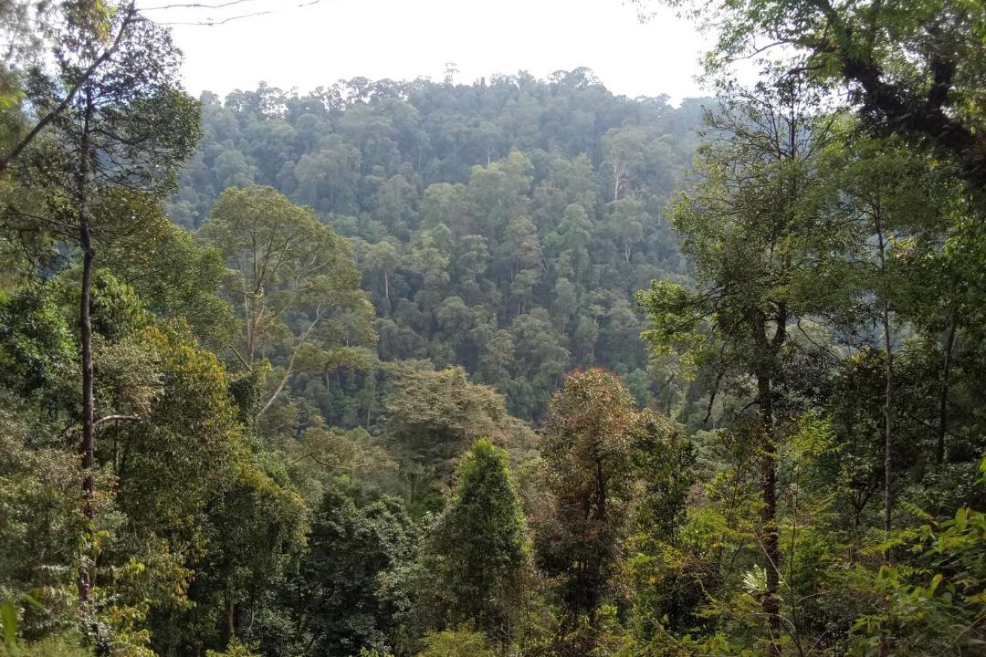Photo of Others in Bukit Lawang