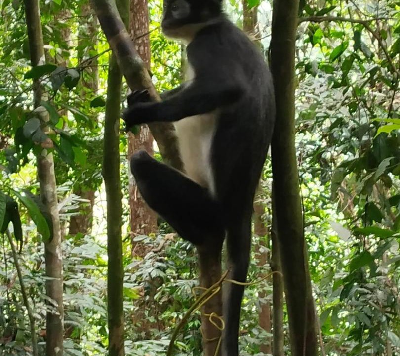 Photo of Others in Bukit Lawang