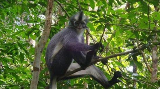 Photo of Others in Bukit Lawang