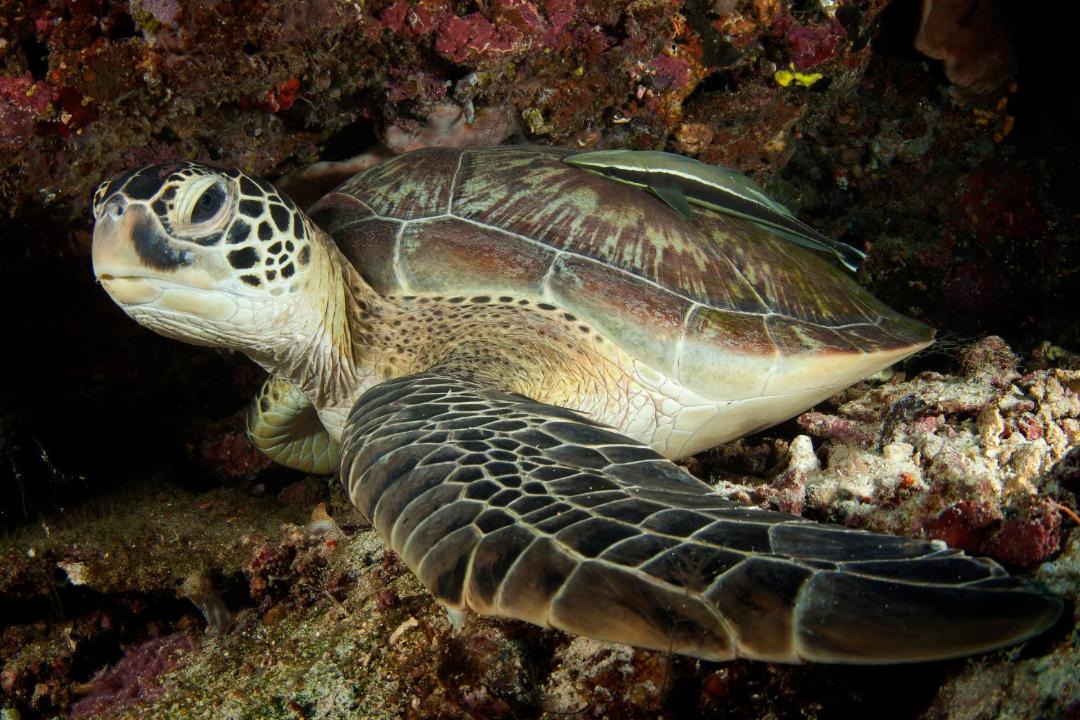 Photo of Others in Siladen Island