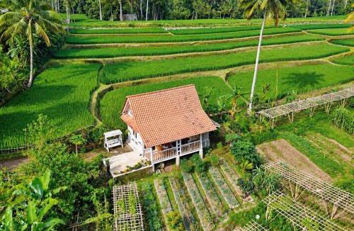 Banyuwangi Villa | Pondok Is Oke Family Room - 2 Bedroom Ricefild view