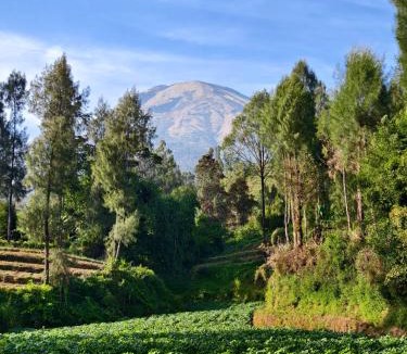 Kejajar House | Miarzafa Cabin House DIENG